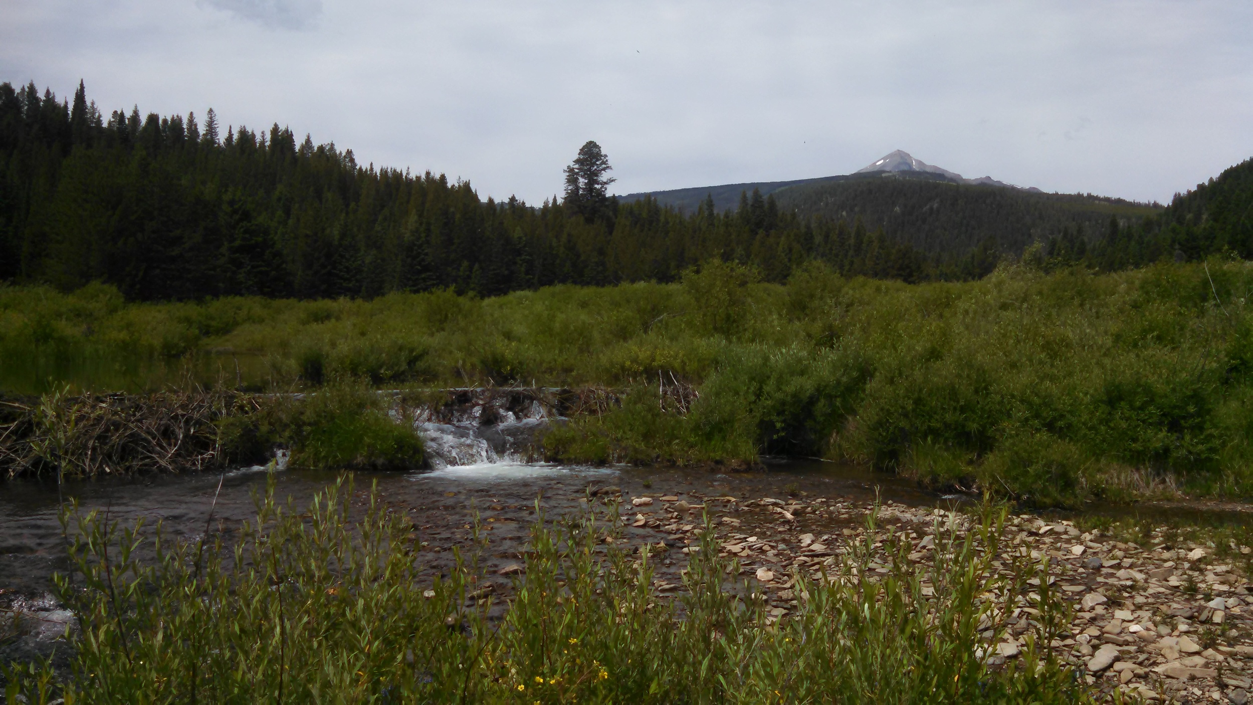  Beaver dam on the West Fork of the Gallatin River&nbsp; 
