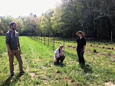Members of our CRISP team raising our hemlock woolly adelgid biocontrol.