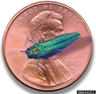 Emerald Ash Borer Confirmed, Arkville & Highmount, NY