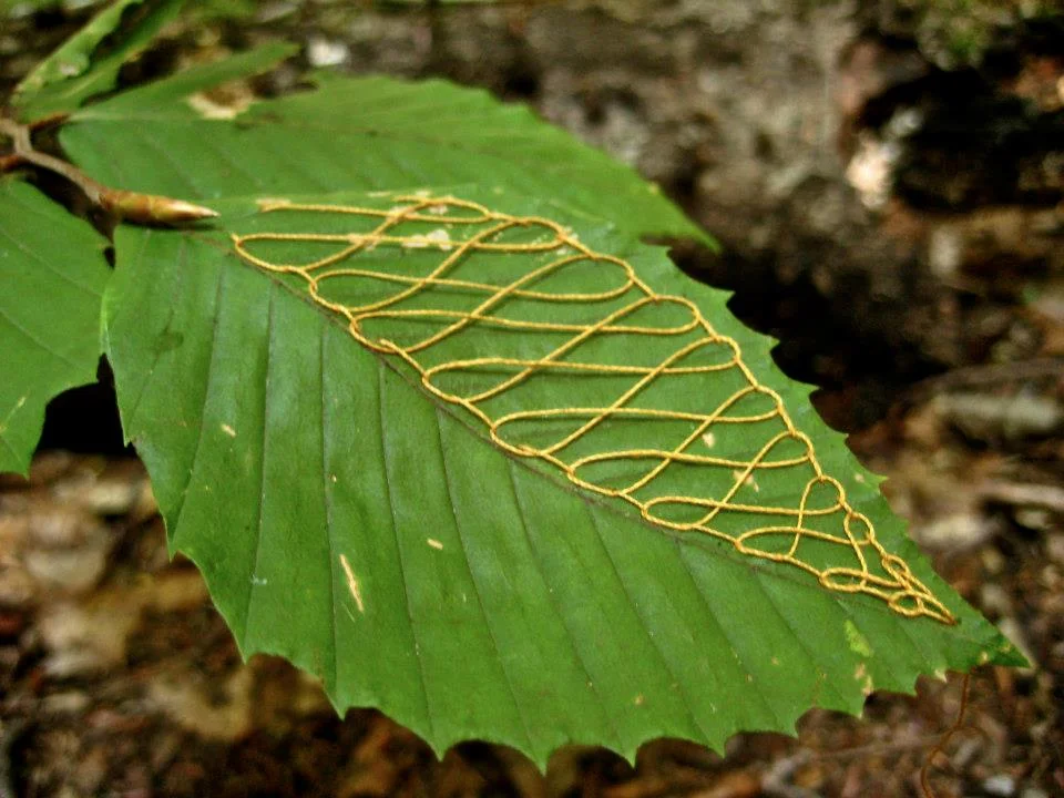 Catskill Interpretive Center announces new outdoor sculpture exhibit call for art.