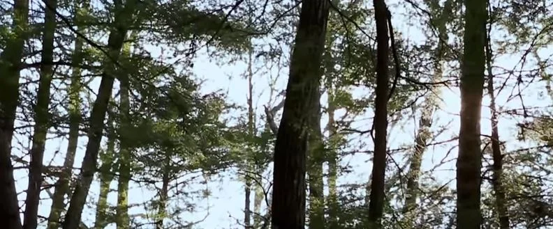 Protect the Catskills' Hemlock Forest - Learn about Hemlock Wooly Adelgid