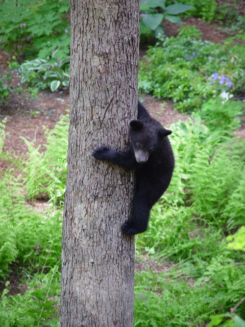 Let's Talk About Bears