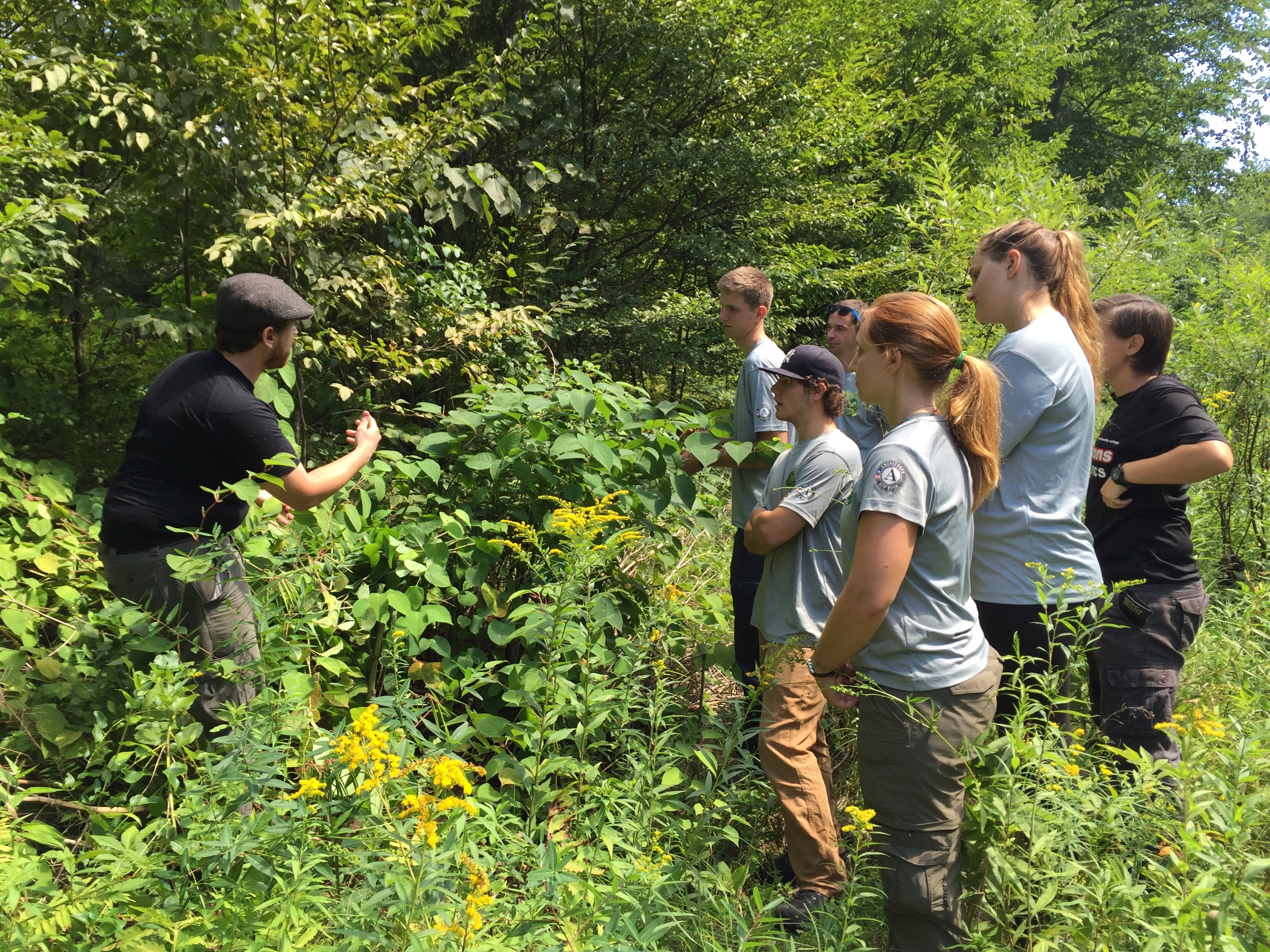 Japanese Knotweed in the Beaverkill