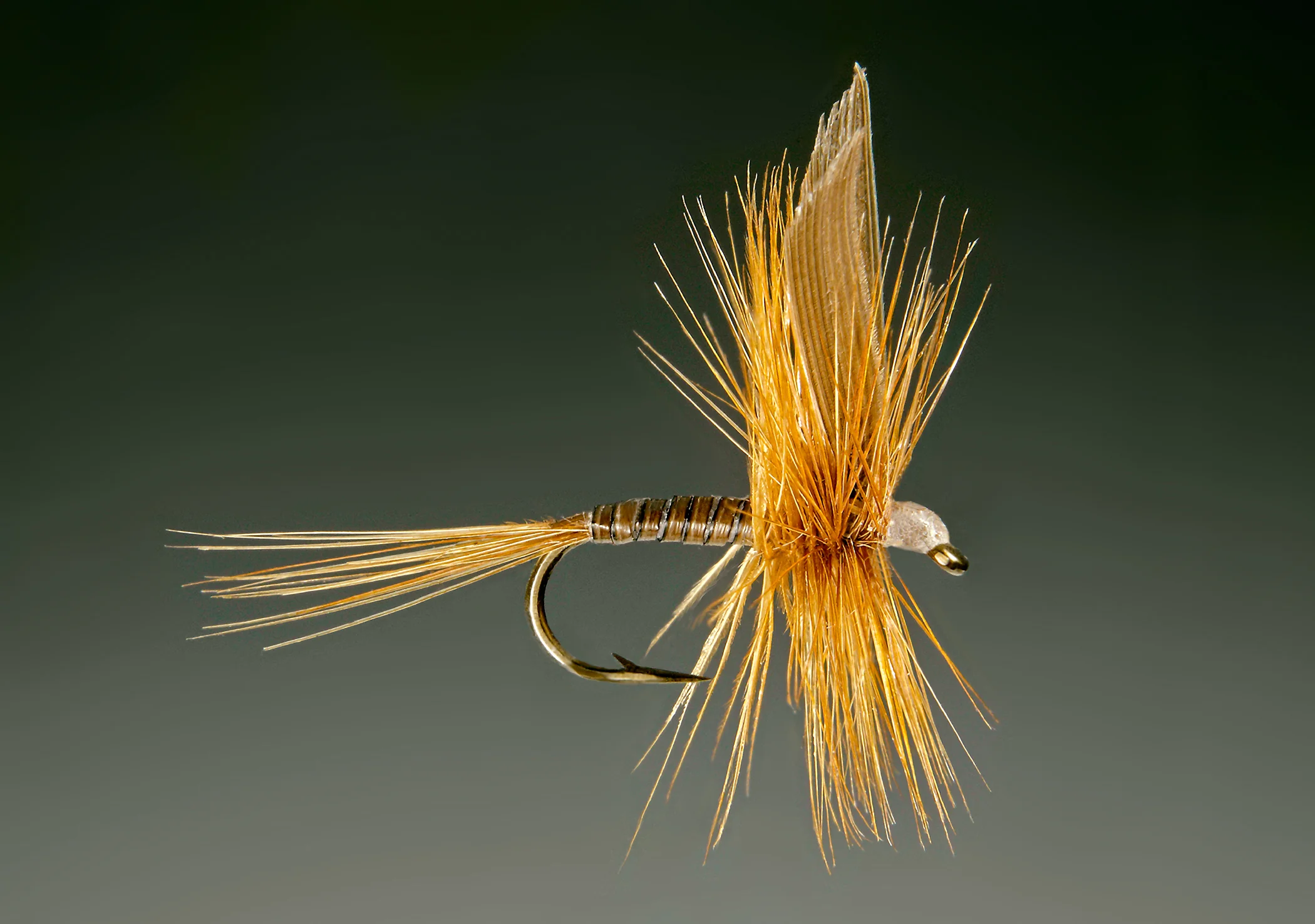 Ginger Quill.57.jpg