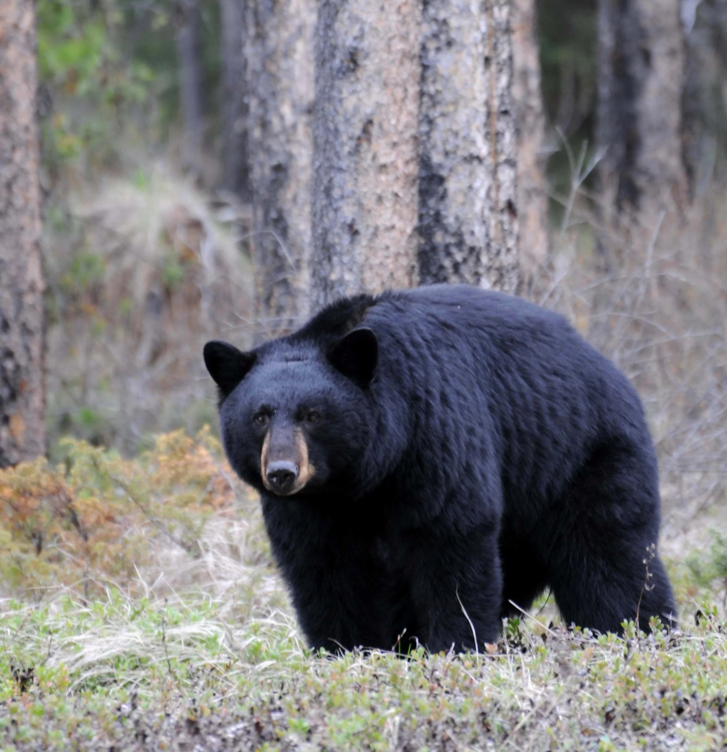 DEC Gives Homeowners Guidance to Avoid Problems with Bears and Conflicts with Coyotes