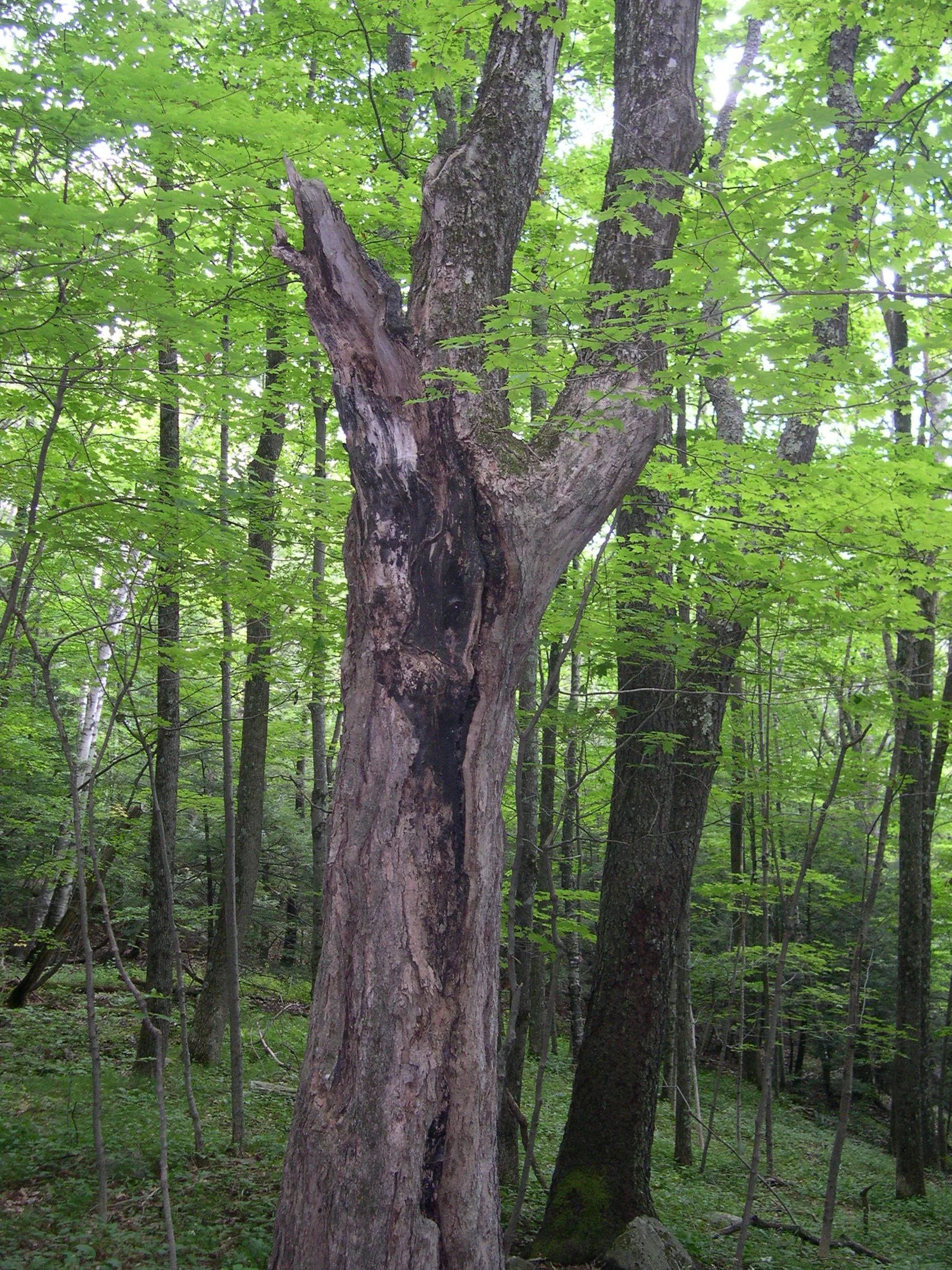 April 13 DEC's Young Forest Program