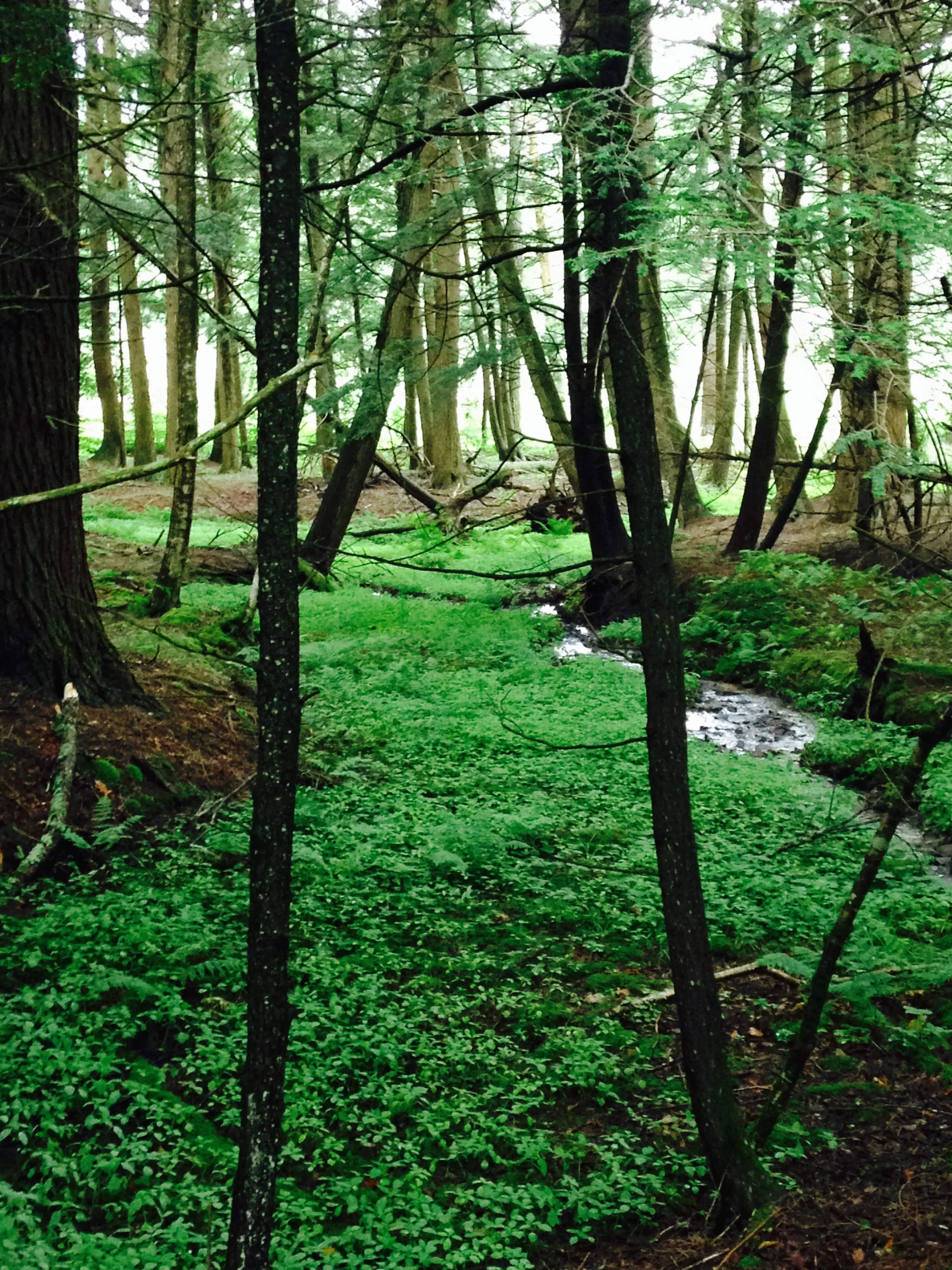 Human-Plant Dialogues with Marguerite Uhlmann-Bower R.N., Herbalist, Eco-Vision