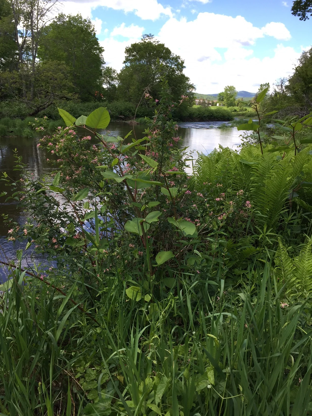 A Streamside Stroll along the Windham Path (with scientists!)