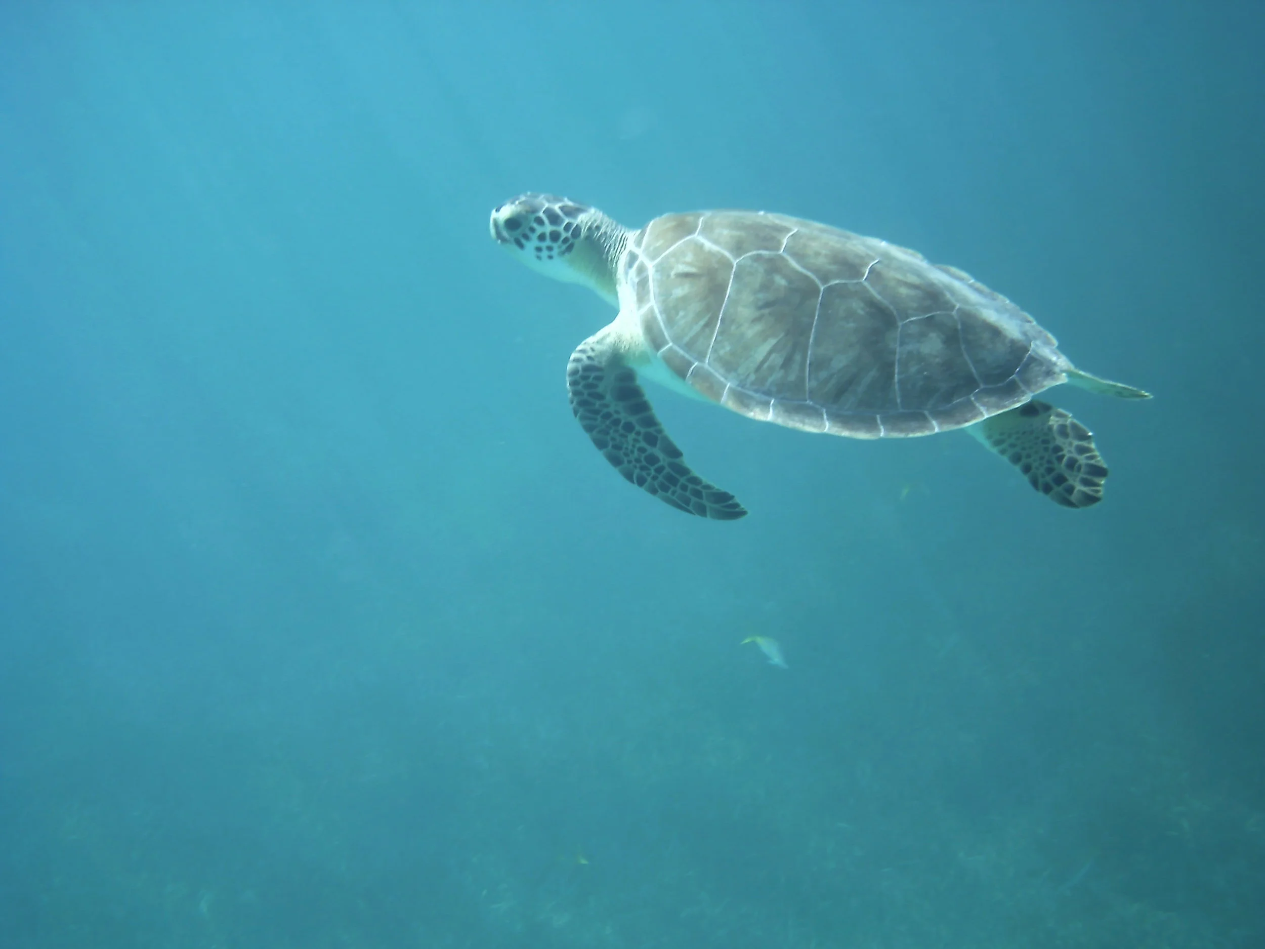 International Ecotourist Destinations and their impact on Local Economies 