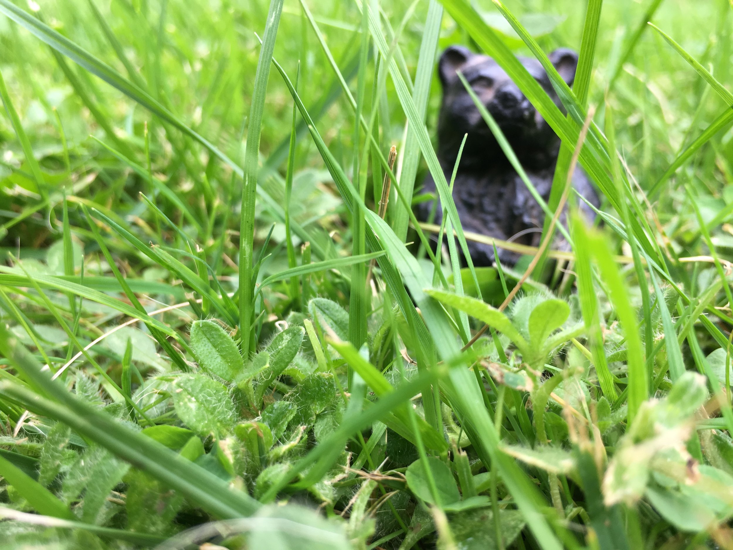 DEC Announces Early Bear Hunting Seasons Begin Soon