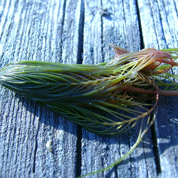 Position Vacancy / Watercraft Inspection Steward - Environmental Educator