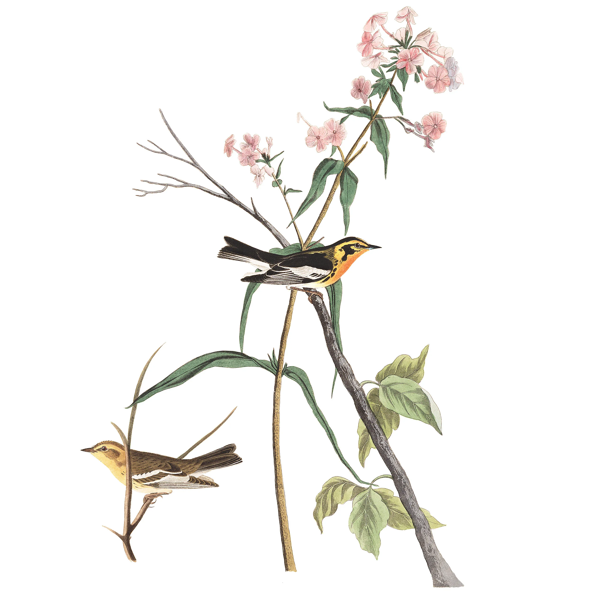 Plate-135-Blackburnian-Warbler-final.jpg