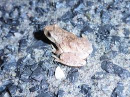 frogcrossing.jpeg
