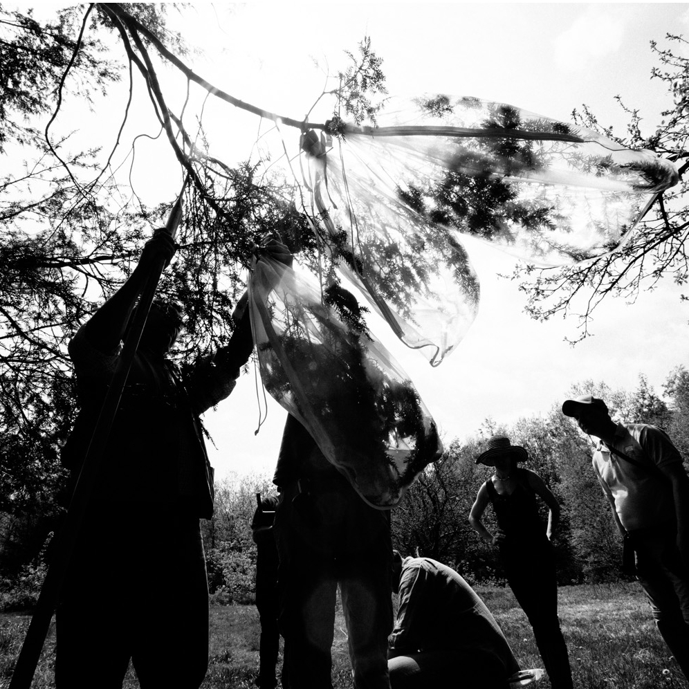 Working to save Catskill Hemlocks from Hemlock Wooly Adelgid, the Hemlock Initiative introduces silver flies in a controlled release.