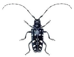 August Is Tree Check Month: Public’s Help Needed to Find the Asian Longhorned Beetle