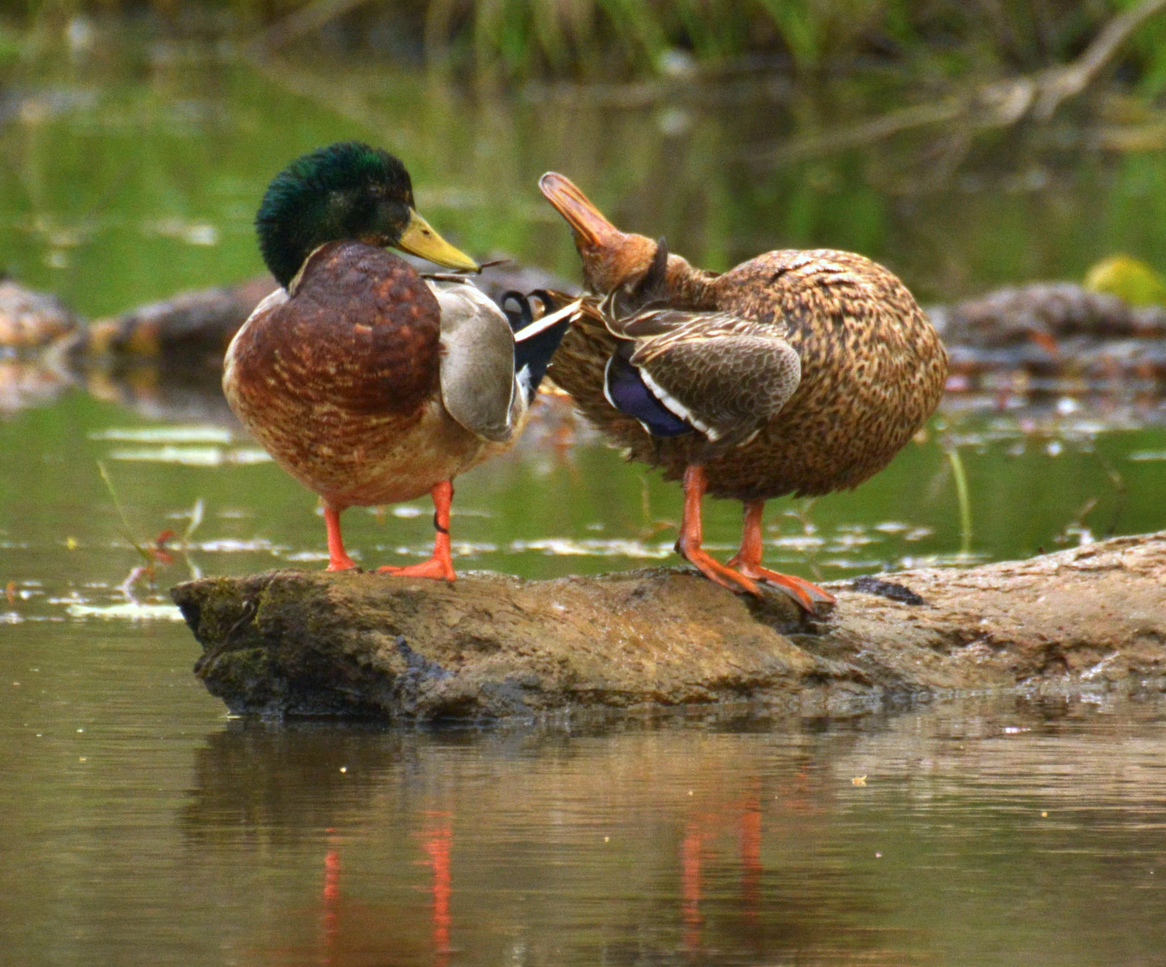 Photo by Jim Peppler - Esopus Bend Nature Preserve