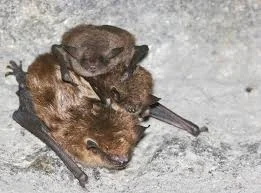 DEC Reminds Public to Avoid Caves and Mines to Protect New York's Bat Populations