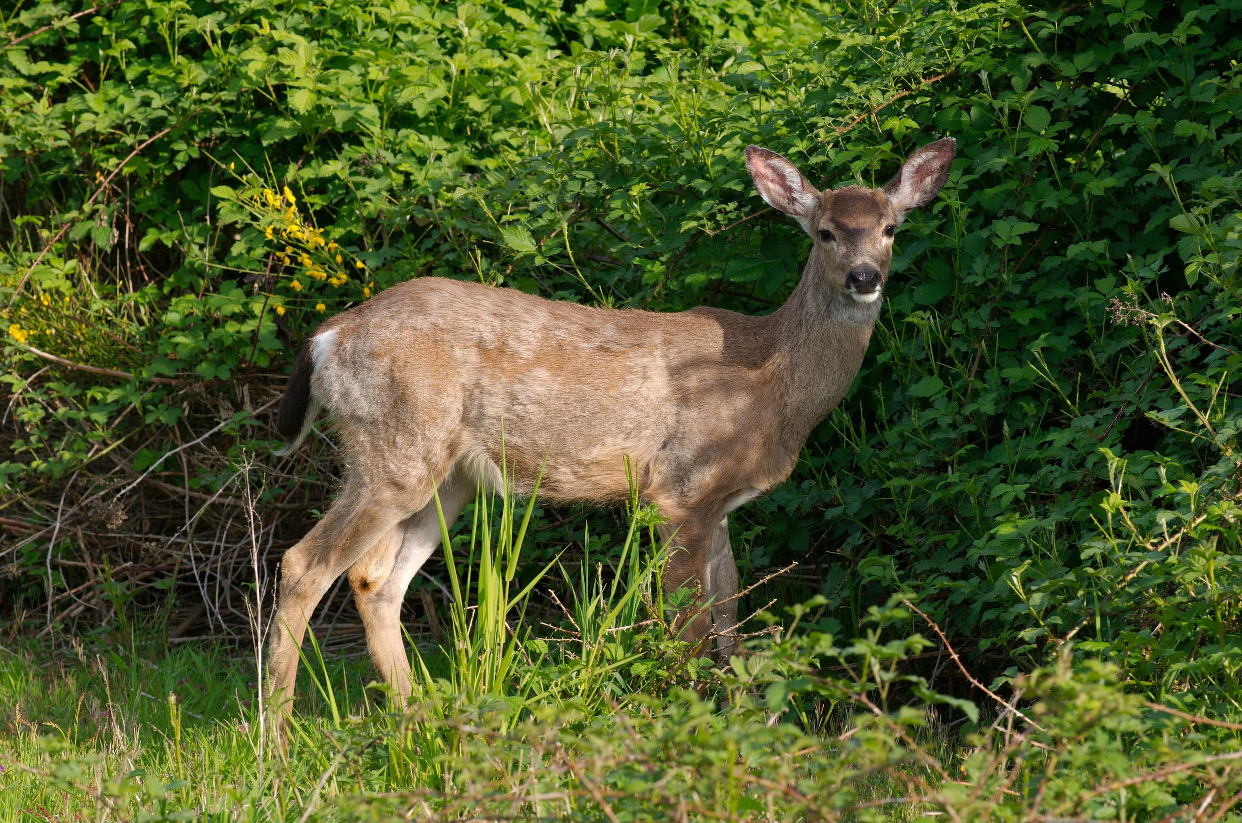 DEC and State Parks Remind Outdoor Enthusiasts that Hunting and Trapping Seasons are Open