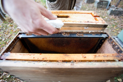 Local beekeepers prepare hives for harsh winter weather