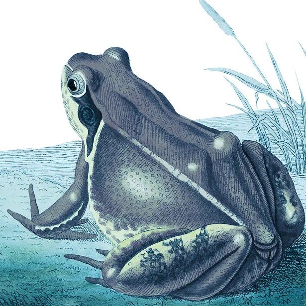 DEC and Volunteers Prepare for Annual Salamander and Frog Migration