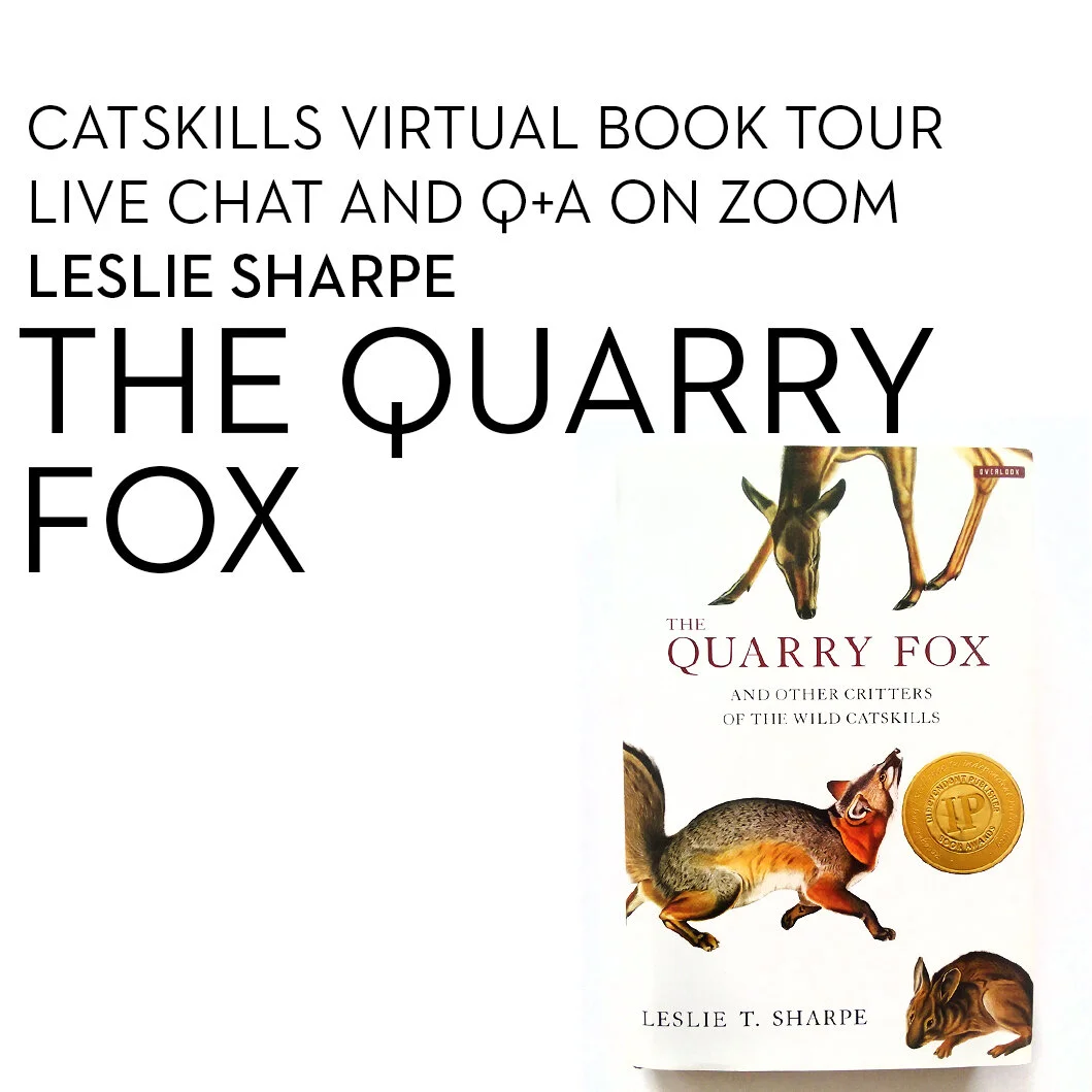 Live Chat / Q+A  / Leslie Sharpe