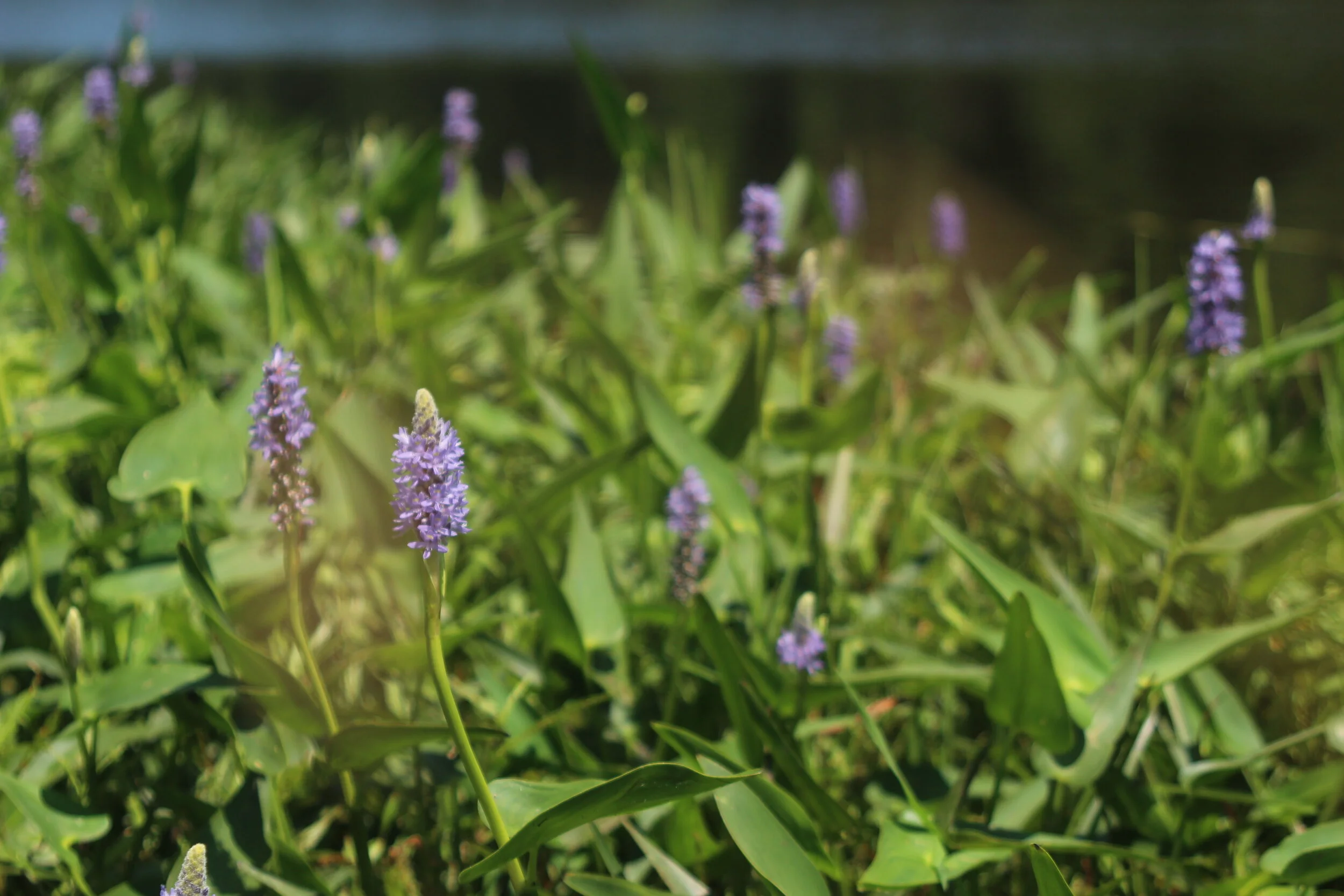 Citizen Science Resources