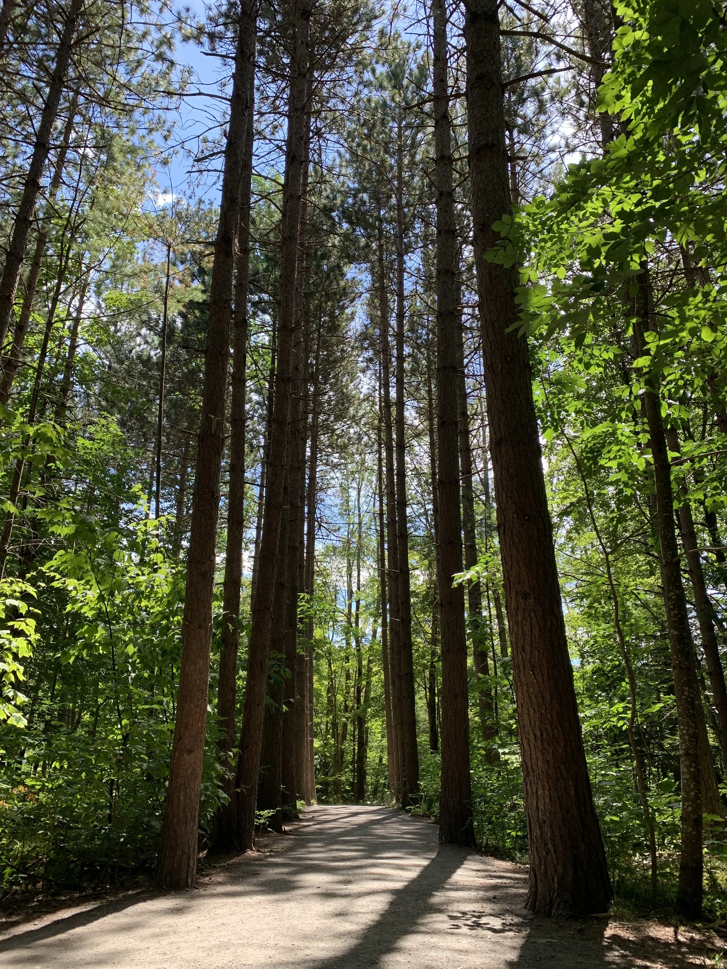Catskill Center Supports Efforts to Revise NYS Requirements for Forest Landowners