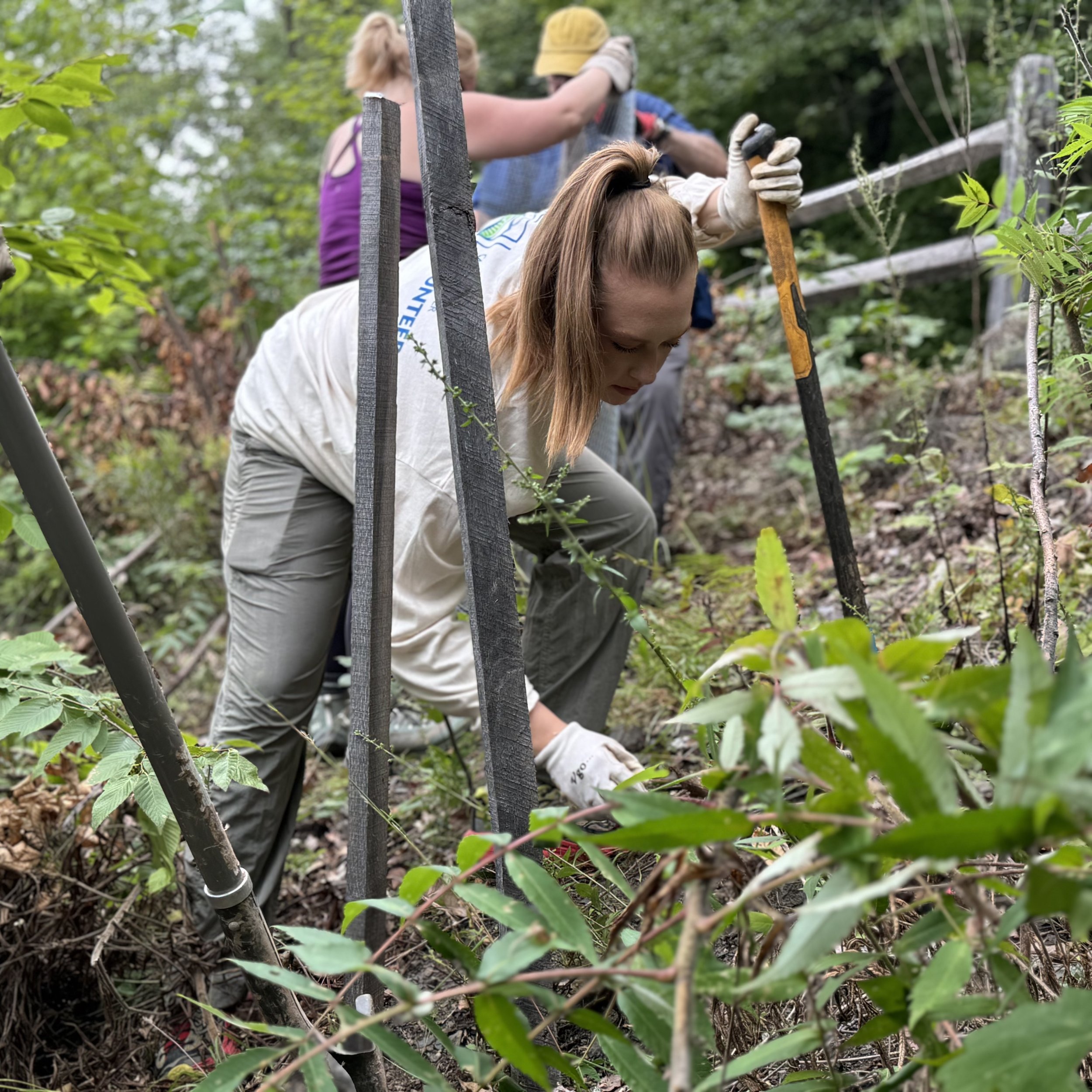 Preserve the Path: Ashokan Rail Trail Invasive Pull