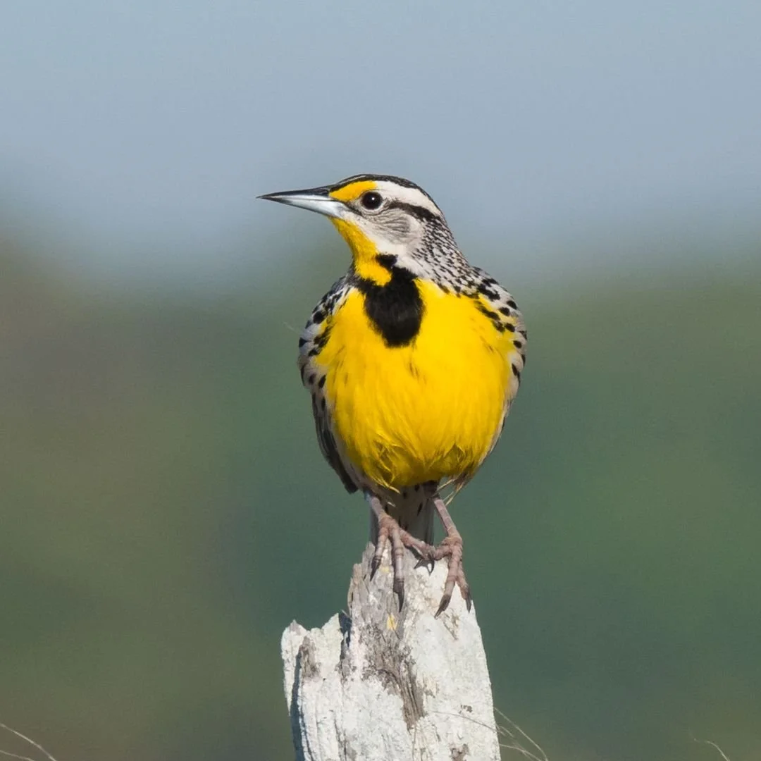 Hike for the Catskills: August Birding Walk