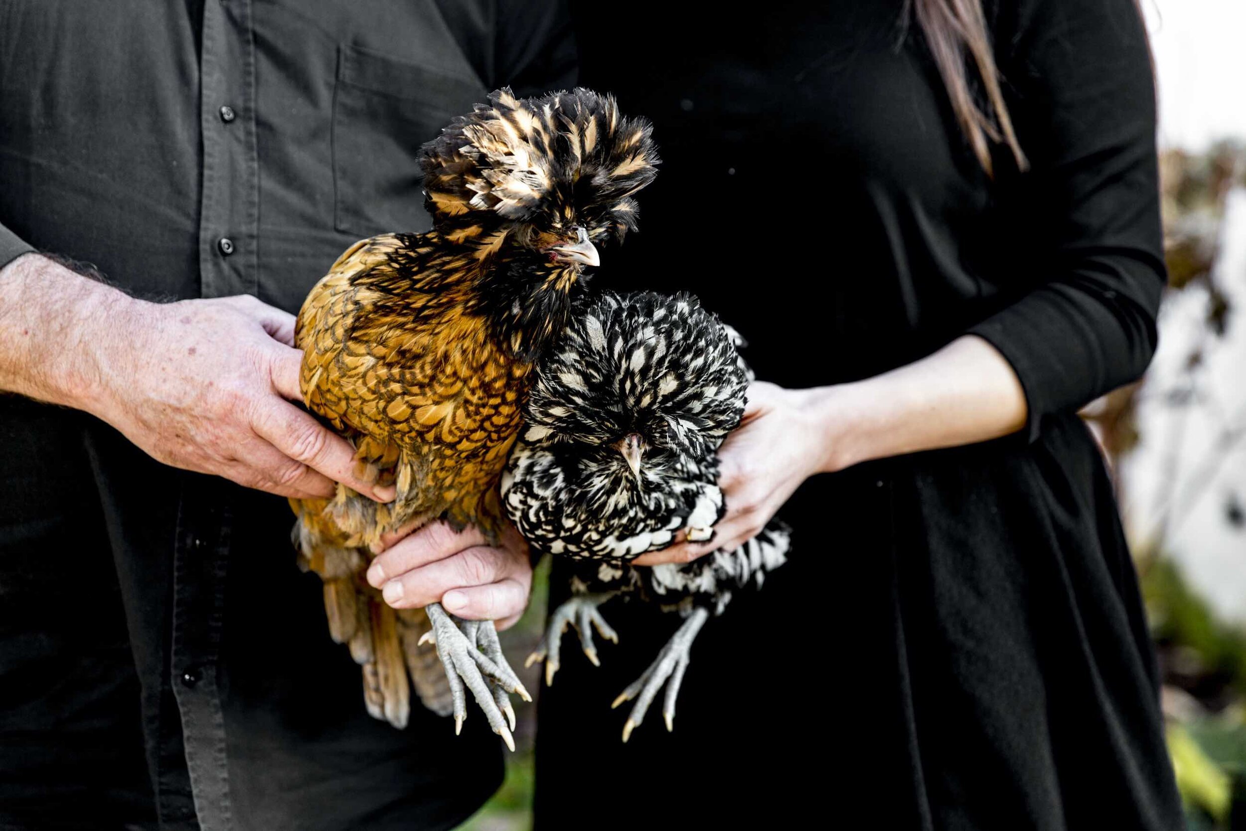  Guardians of history, beauty and life   RARE HENS AND ANCIENT TREES    OUR FARM  