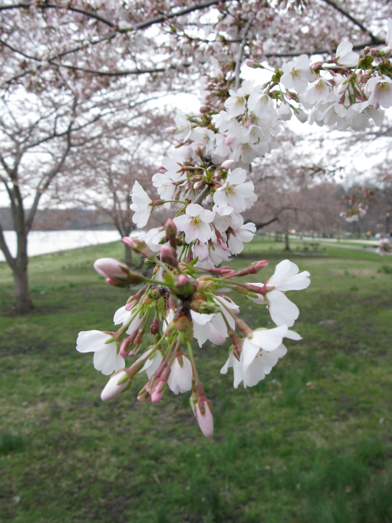 Blossoms.jpg