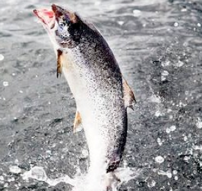  Chilean Salmon