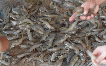  Crane Bay® Ikejime arriving "alive" at the processing facility.