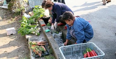  Local ladies wash freshly harvested Kyoto vegetables