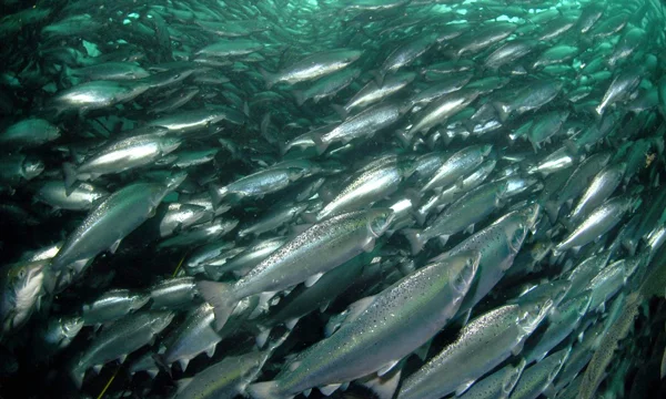 Salmon-Farming.jpg