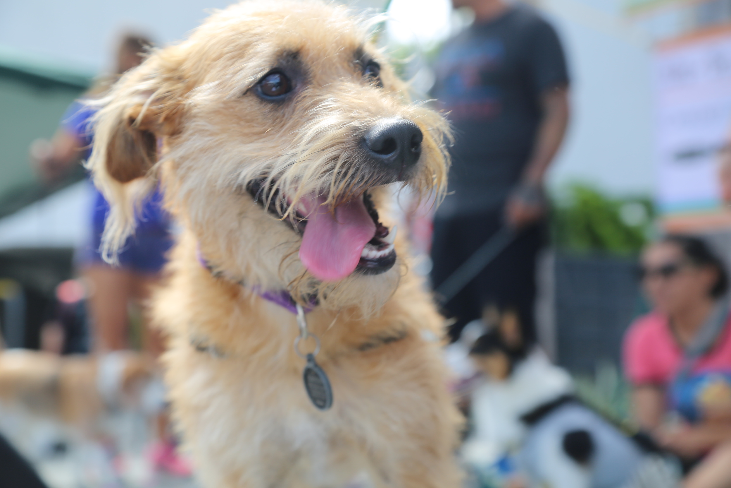 Cardiff Dog Days of Summer