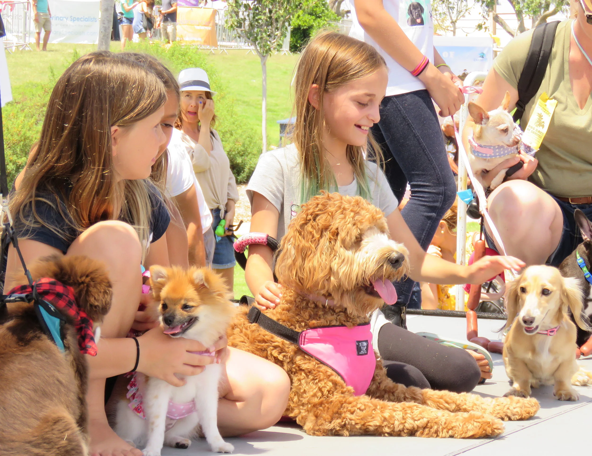 Cardiff Dog Days of Summer