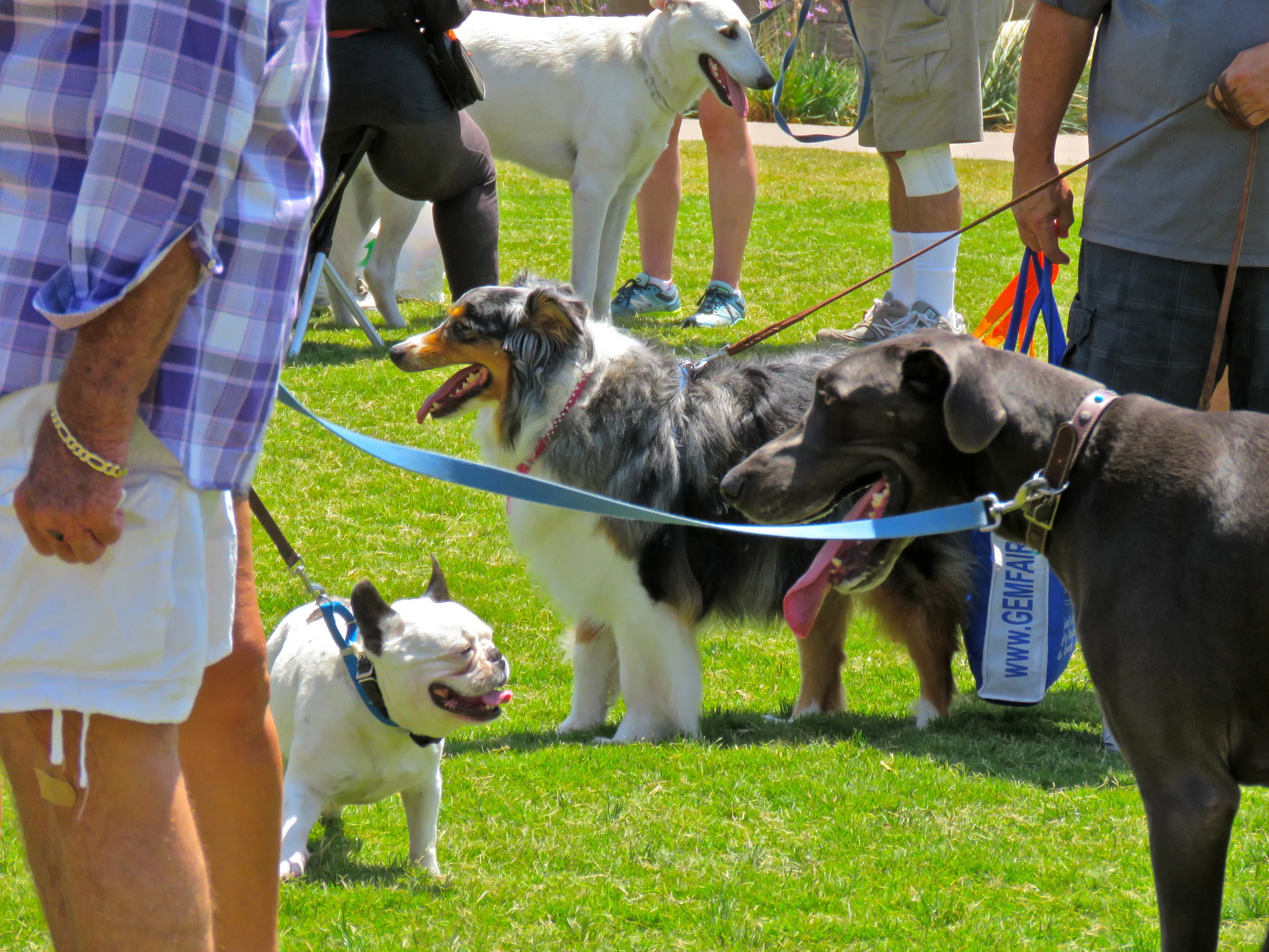 Keep Your Pet Safe in the Heat