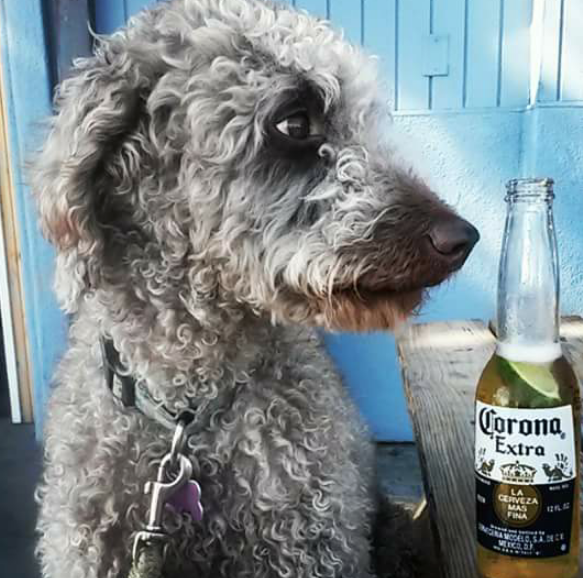 Cardiff Beach Bar at Tower 13 dog friendly.png