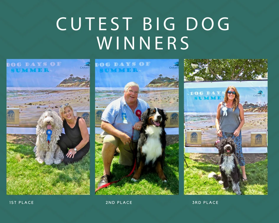 dog days of summer contest.jpg