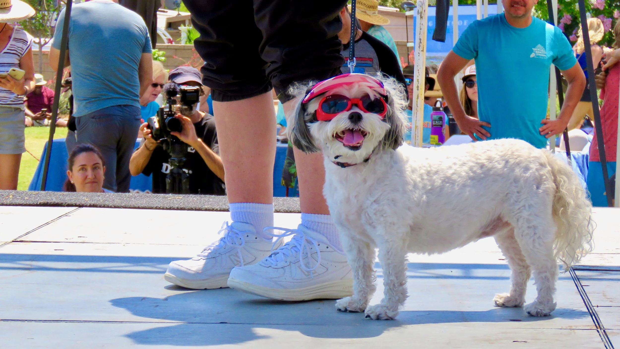 Contestants_Dogs__MM_0148.jpg