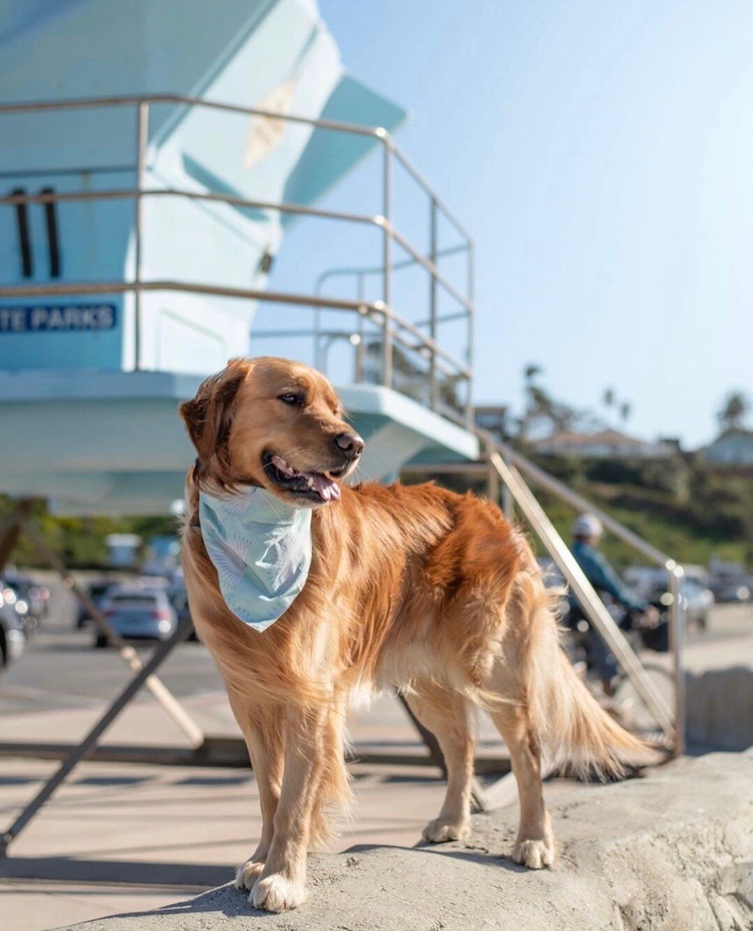 @capturingbondi enjoying some sunshine, beach play, repeat! 🌊✨🐕️⁠
⁠
📸 :  @capturingbondi via @cardiff.bythesea⁠
.⁠
.⁠
.⁠
.⁠
#cardiffbythesea #cardiff101 #encinitas #northcountysd #seasidemarket #seasidemarketcardiff #northcountysandiego #sandiego 