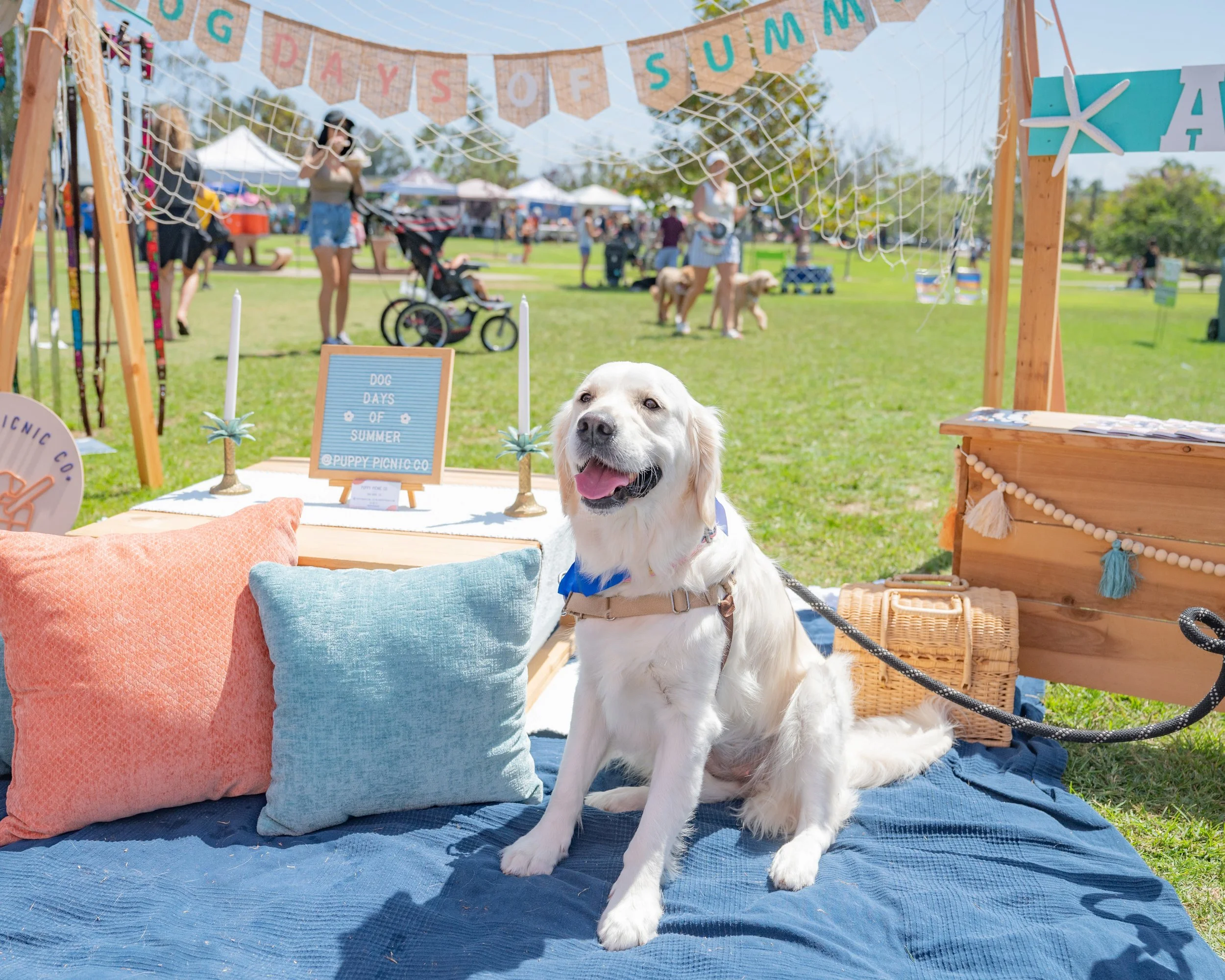 21st Annual Cardiff Dog Days Of Summer 8 2 26 Cardiff 101 Main Street 21st Annual Cardiff Dog Days Of Summer 8 2 26 Cardiff 101 Main Street