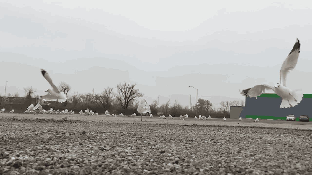 Venture Birds GIF small.gif