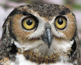 owl2.gif