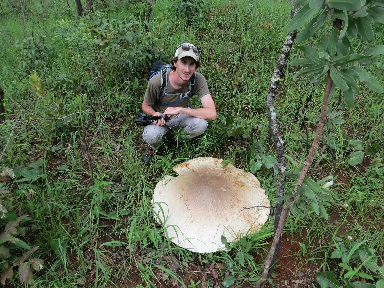 The biggest mushroom and we found one at Mutinondo.
