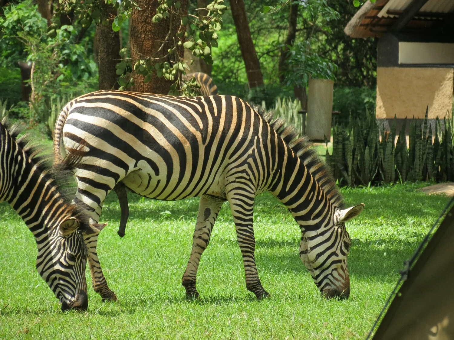 Some of the wonderful animals that inhabit Eureka Campsite.