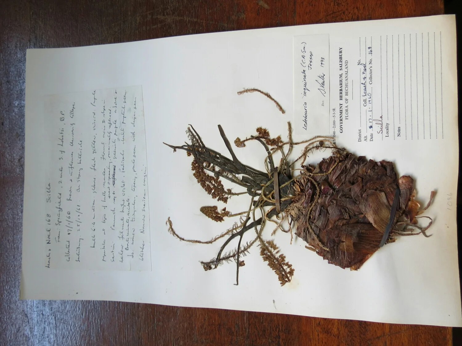 A rad Ledebouria specimen.