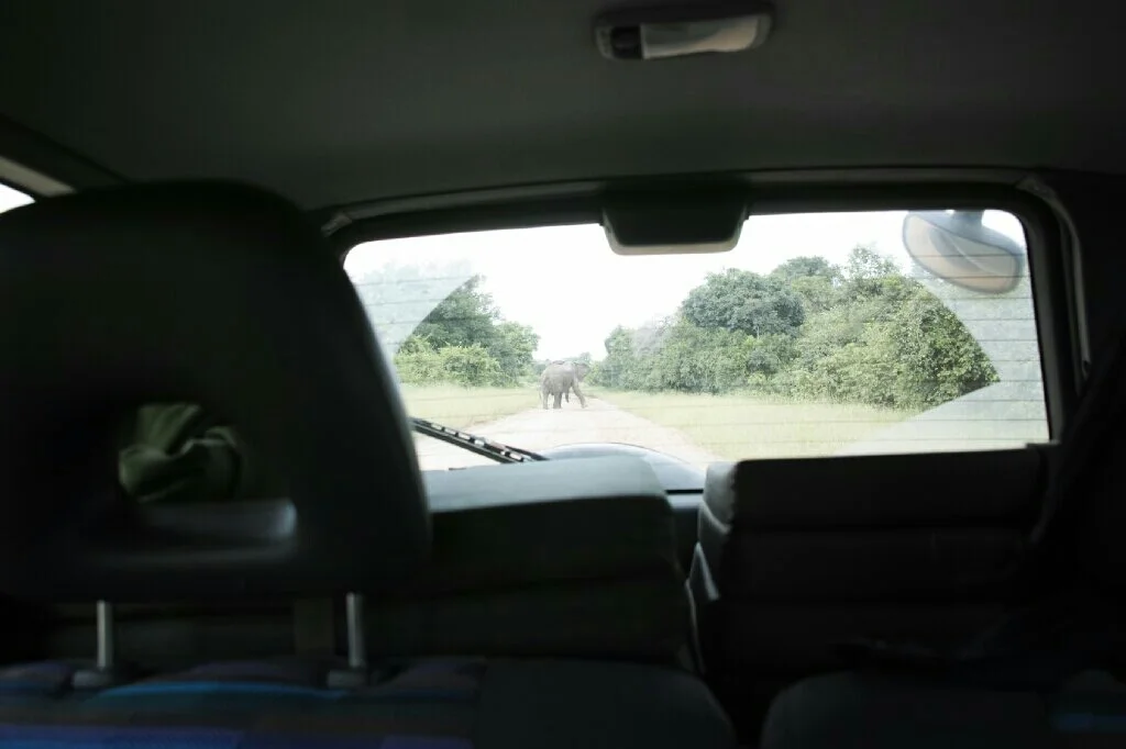 The angry elephant (it is much closer than it appears). Photo: K. Fleurial