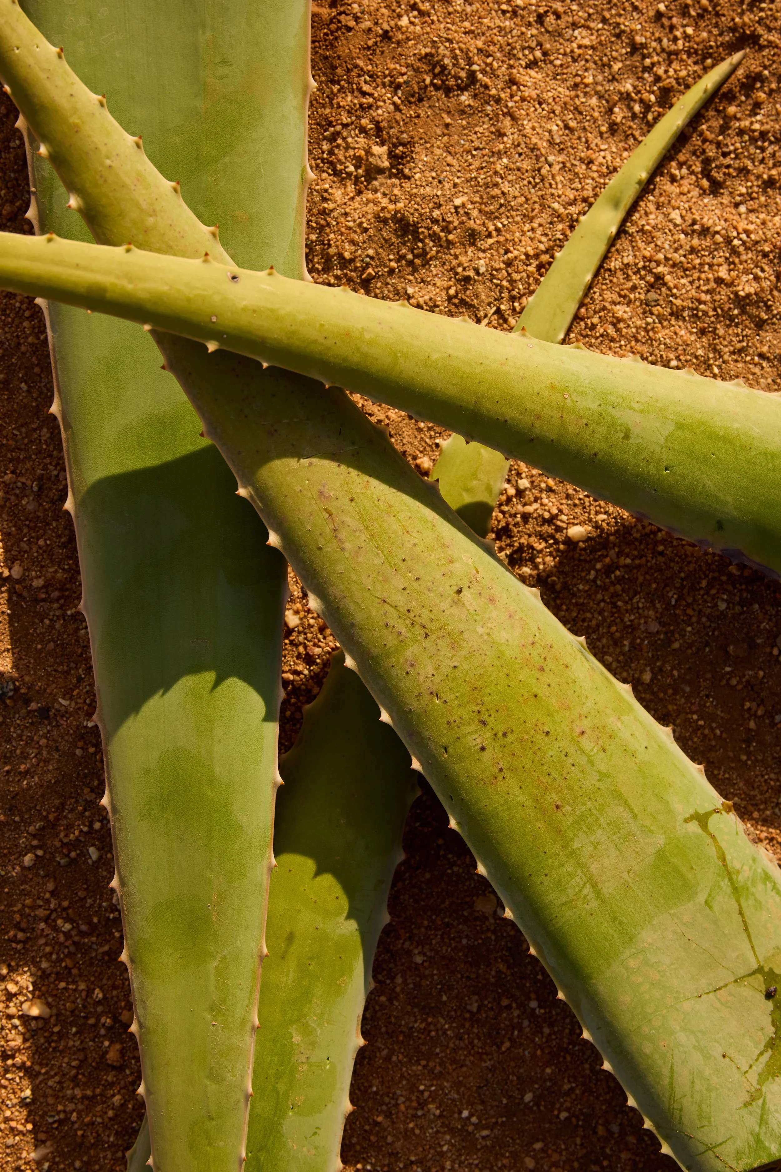 22_ALOEFARM_B_998 1.jpg